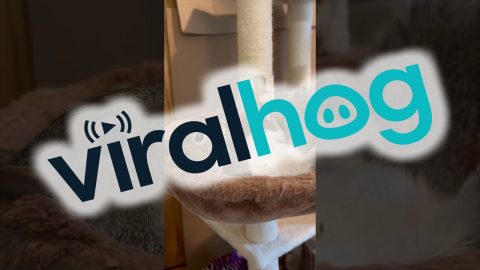 A Squirrel's Lazy Day || ViralHog