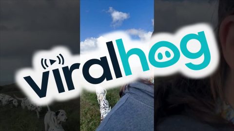Train of Dalmations Follow Along on Hike || ViralHog