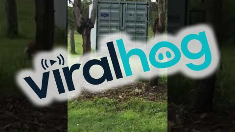 Wallaby With An Extra Scaly Tail || ViralHog