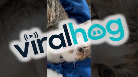 The Vet Suggested She Is an Alien || ViralHog