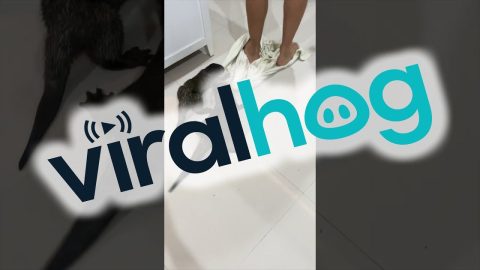 Otters Team Up Against Towel || ViralHog