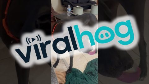 Great Dane Splashes Water All Over || ViralHog