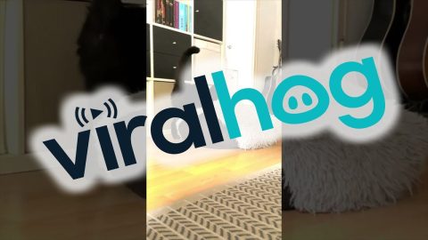 Cat Drags Bed To Better Corner || ViralHog