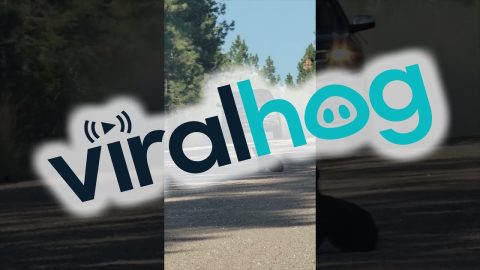 Observers Honk At Truck Approaching Crossing Bear Cub || ViralHog