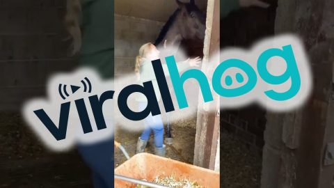 Tall Horse Teases Short Woman || ViralHog