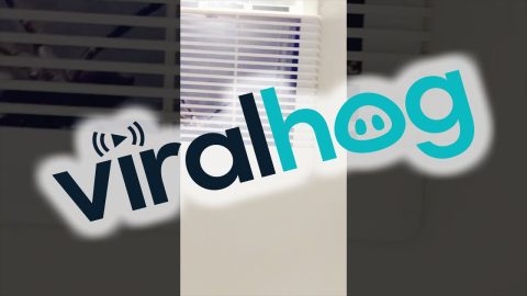 Tarantula In The Shower Vents || ViralHog