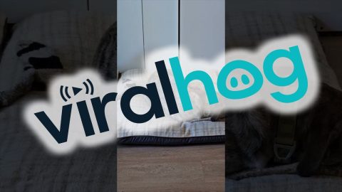 The Duality of Two Sleeping Dogs || ViralHog
