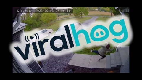 Aussie Side Swipes Owner Into Staircase || ViralHog