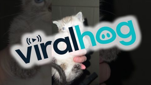 Spicy Kittens Reunited With Nursing Mother || ViralHog