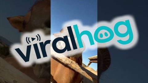 A Camera-Ready Equine Model || ViralHog