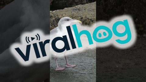 An Alien-Looking Seagull || ViralHog