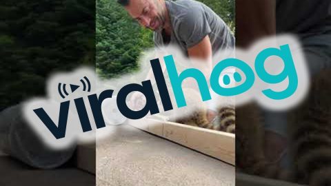 Baby Raccoons Lend a Helping Hand || ViralHog