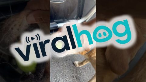 Dog Just Wants the Ball || ViralHog