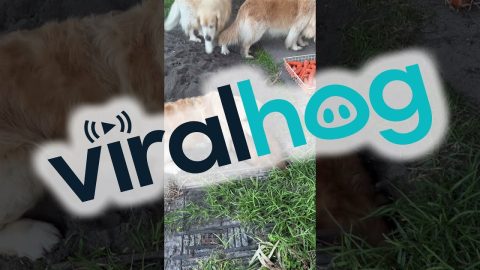 Golden Dogs Dig A Really Deep Hole || ViralHog