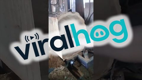Anteater Lodged In Log || ViralHog