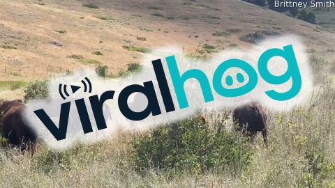 Bison Chase Off a Bear Cub || ViralHog