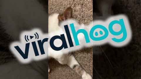 Silly Kitty Does A Blep || ViralHog