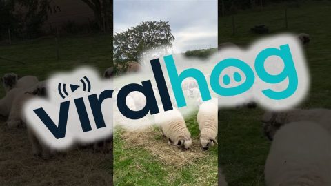 Lambs Frolic on the Farm || ViralHog