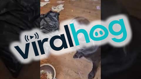 Dog Partied A Little Too Hard || ViralHog