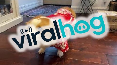Corgi Makes The Saddest Face at Halloween Costume || ViralHog