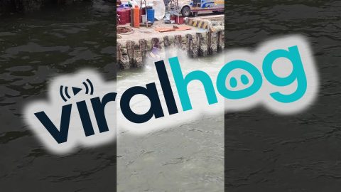 Helping A Dog Out Of The Water || ViralHog