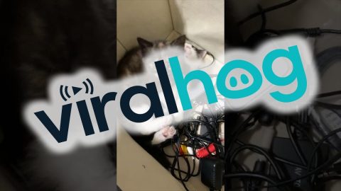 Conked Out Kitten || ViralHog