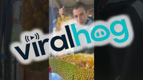 Hybrid Between A Jackfruit And A Cempadack || ViralHog