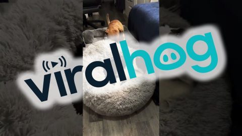 Three Pets Argue Over One Bed || ViralHog
