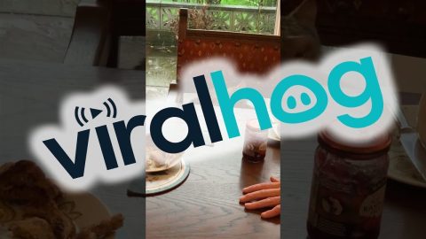 Kittens Show Each Other Love at the Table || ViralHog