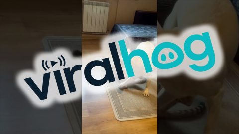 Cat And Dog Play On The Couch || ViralHog