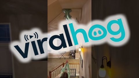Easy Trick to Get Helium Balloon Down || ViralHog