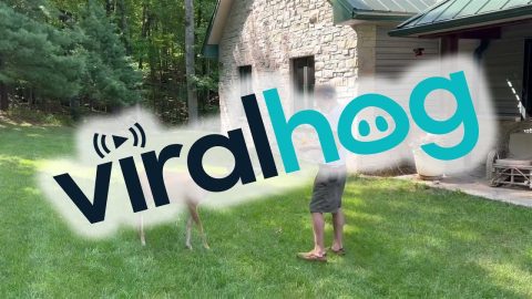 Corgi Plays Frisbee While Deer Gets a Snack || ViralHog