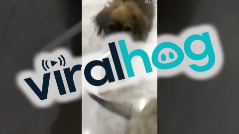 Puppy Finds a Cigarette || ViralHog