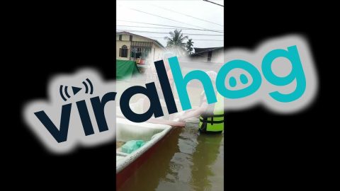 Trapped Dog Saved From Flood || ViralHog