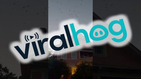 Bat Crazy || ViralHog