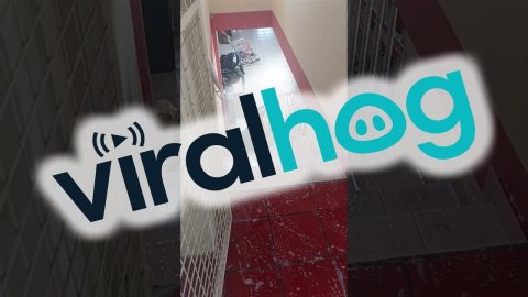 Pitbull's Slide Down Slippery Stairs || ViralHog