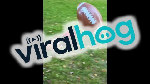 Kickoff Time With Boston Terriers || ViralHog