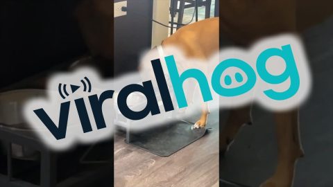 Dog Pretends To Dine || ViralHog