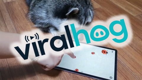 Raccoon Plays a Game on an iPad || ViralHog