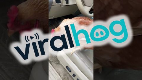 Chicken Shut in Car Leaves Behind Gift || ViralHog
