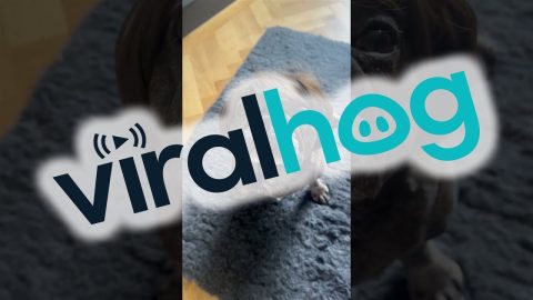 Bertie the Pup Dressed as a Karen || ViralHog