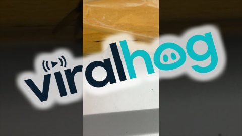 These Three Flies are Very Close || ViralHog