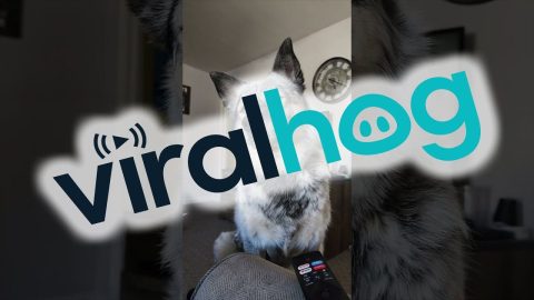 Daily Doggy Affirmations With Dad || ViralHog