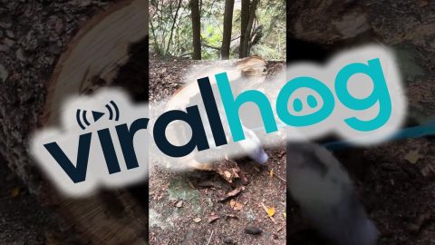 Dog Finds Deceased Raccoon in Hollow Log || ViralHog