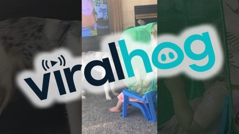 When It's Snack Time But You Have a Dog || ViralHog