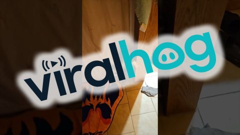 When Your Cat Is Terrified of Your Halloween Decorations || ViralHog
