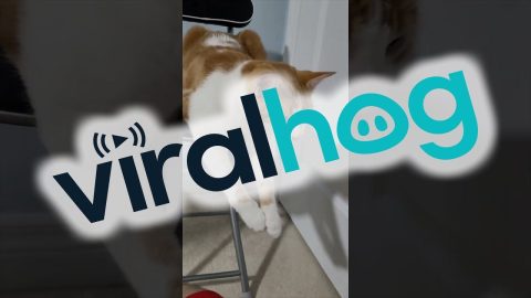 Cat Tries to Catch His Last Brain Cell || ViralHog