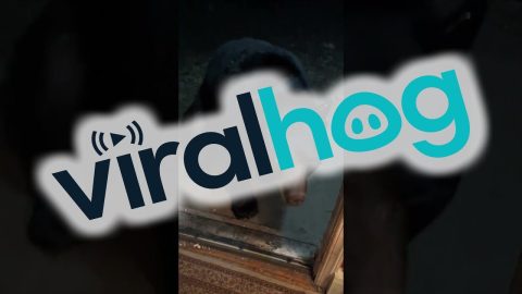 A Bear-y Good Boy Returns || ViralHog