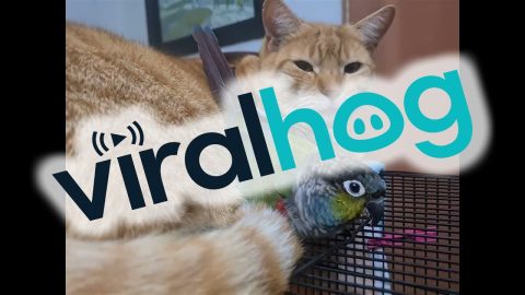 Conure Cuddles With Cat || ViralHog