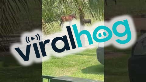 An Argument Between A Horse And A Goat || ViralHog